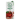 Cereza